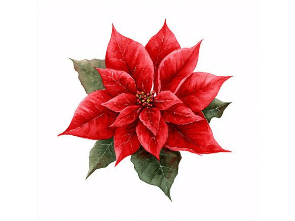 10 JPG Red Poinsettia Christmas Set Review